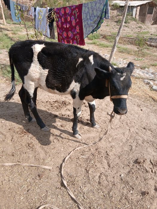 Таналар, Телята ,