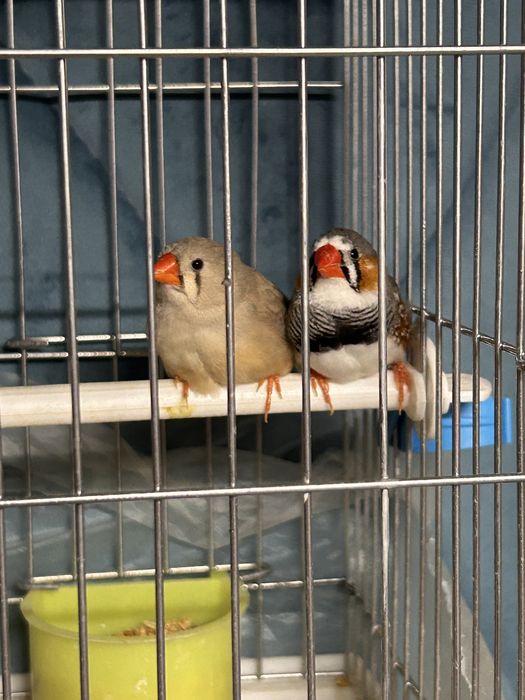 Продаются зебровые амадинки