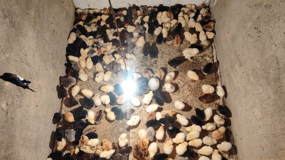 Цыплята суточные домашние