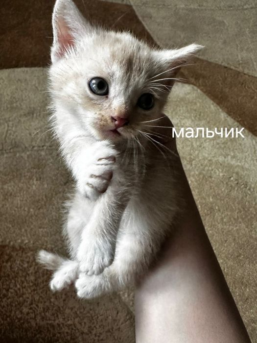 Котята в добрые руки