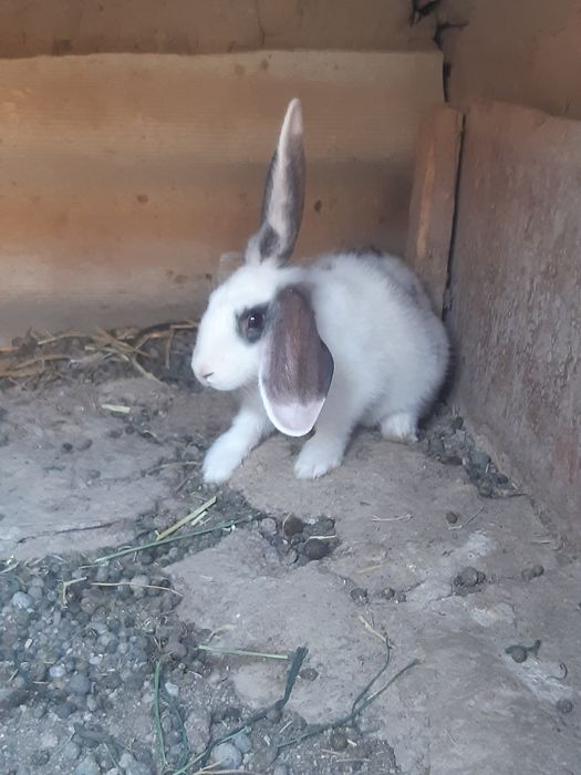 Veliqan quyon bolalari 2 oylik