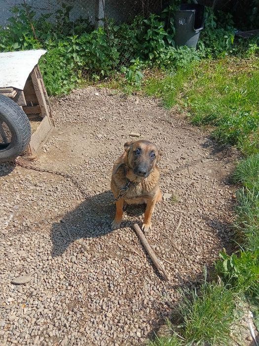 Thor își caută o noua locuință      .