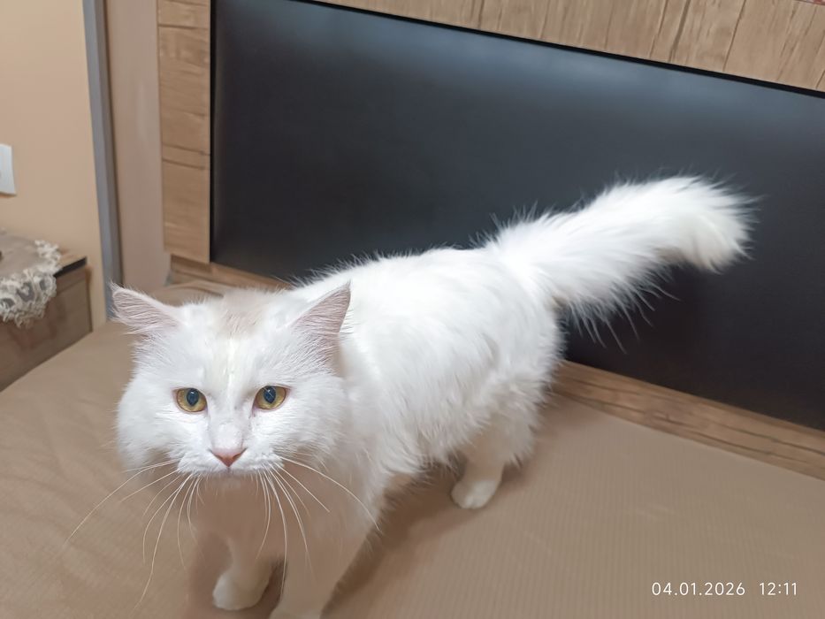 TТурецкая ангора кошка