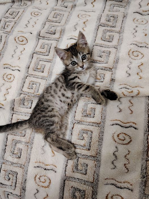 Отдам котят в добрые руки