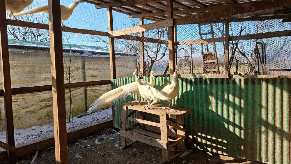 Vand pauni albastrii si albi productie 2023-2025