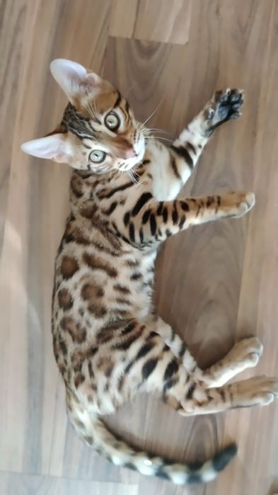 Продам котенка 4месяца