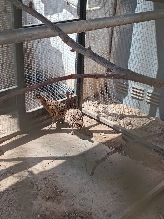 Fazan  1ta erkegi 3ta urgʻochisi