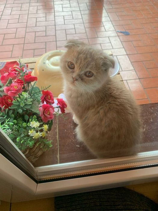 Er, xotin va belbogli