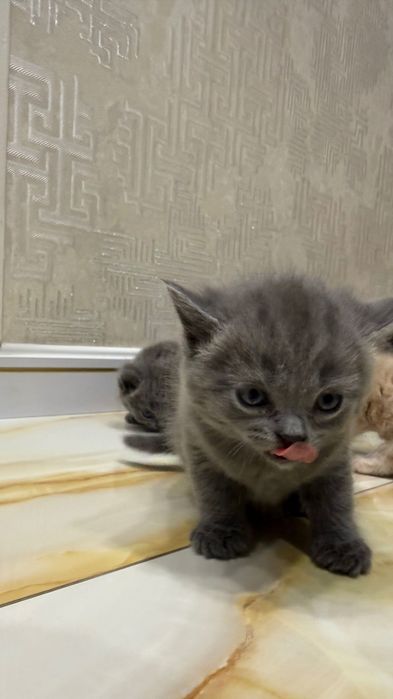 Британский скотш волд