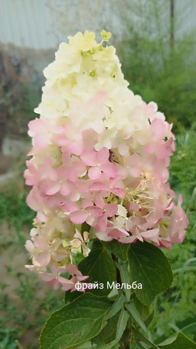 Гортензии  метельчатые  Вейгела