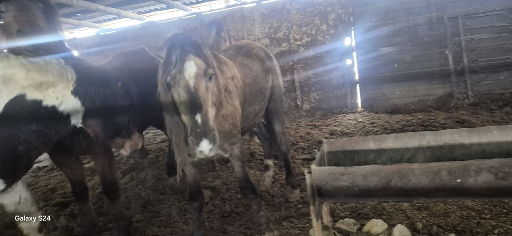 Продаются жеребцы