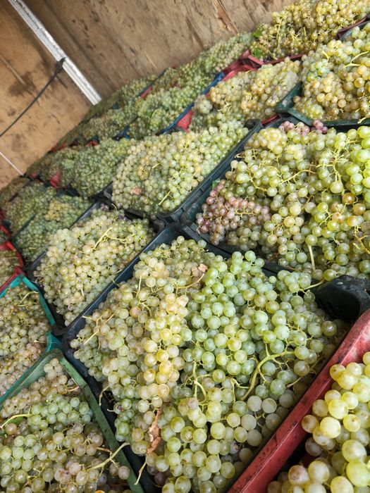 Vând Struguri de vin