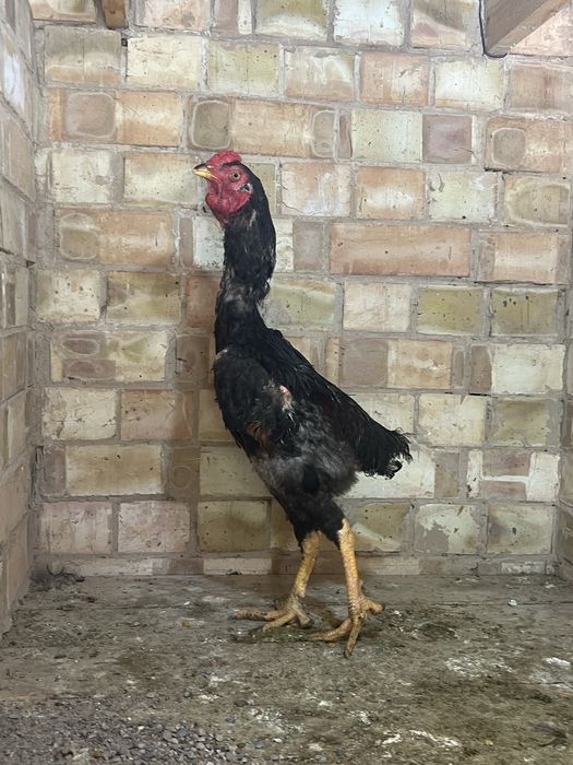 dakan xoroz sotiladi