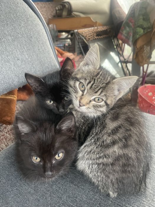 Отдам котят в добрые руки
