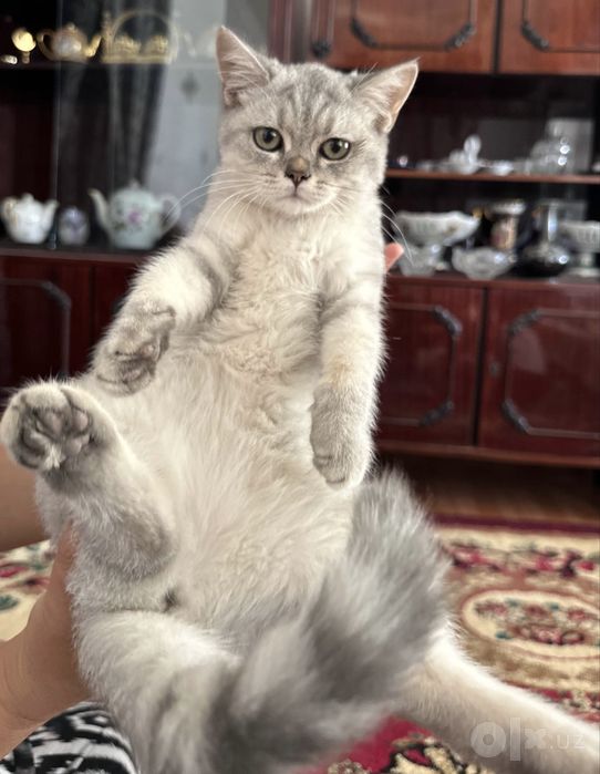 Продается котенок серебристая шиншилла,девочка