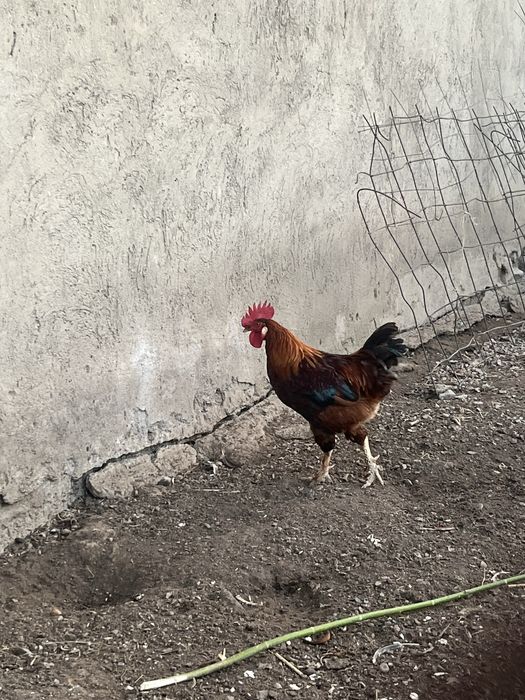 Продам петушковвв