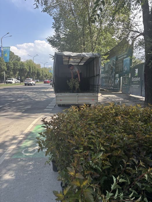 Кустарники в асортименте