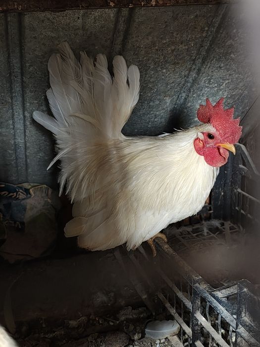 Vând găinuțe chabo