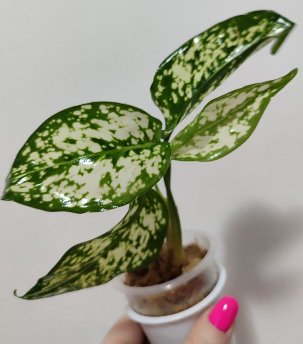 Тайские Аглаонемы