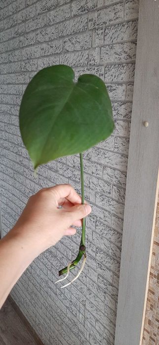 Продам черенки монстеры с корнями