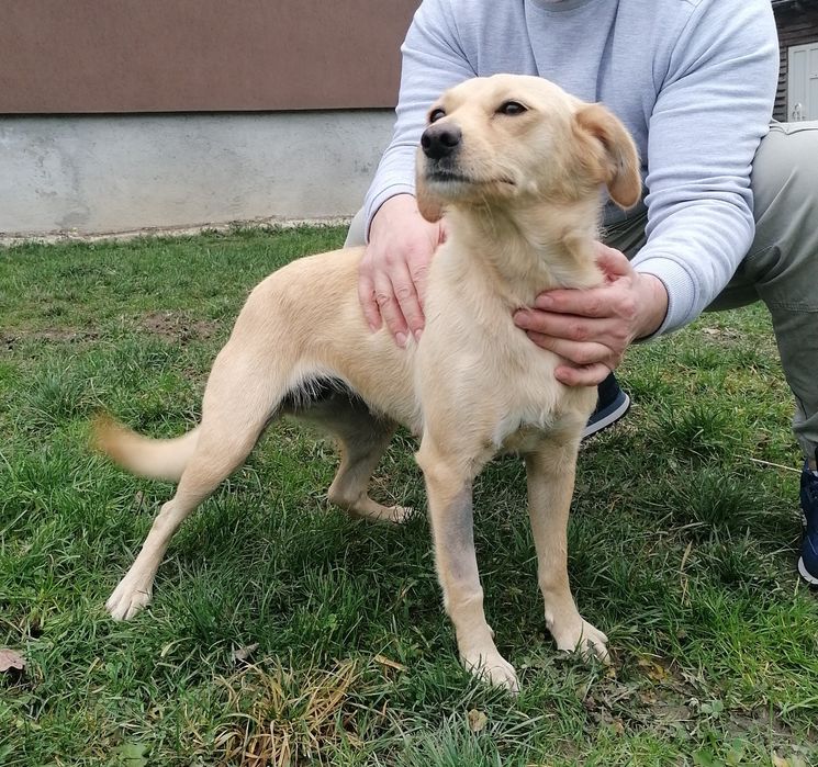 Donez cățelușă sterilizată foarte simpatică