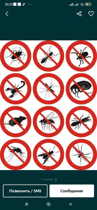 Sichqon va Kalamush dori