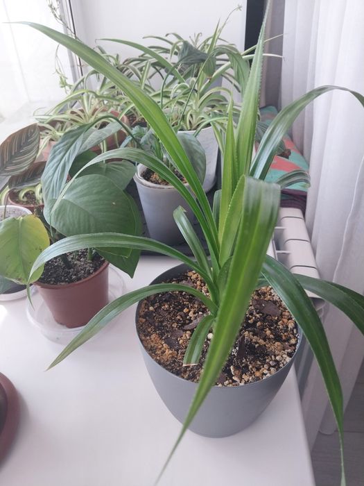 Продам комнатные цветы