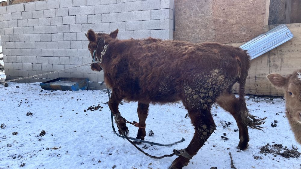 Соғымға тайынша сатылады