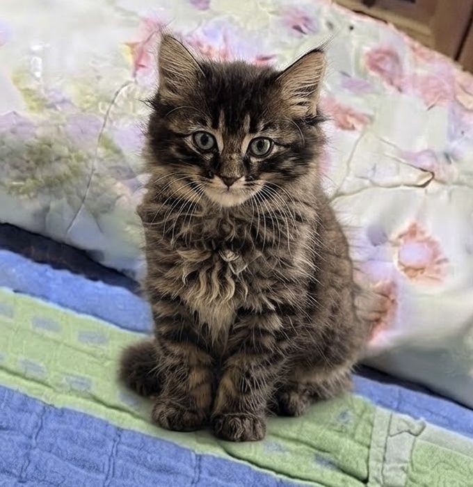 Котята 2,5 месяца мальчики и девочки