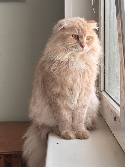 Шотланлский лиловый юный кот