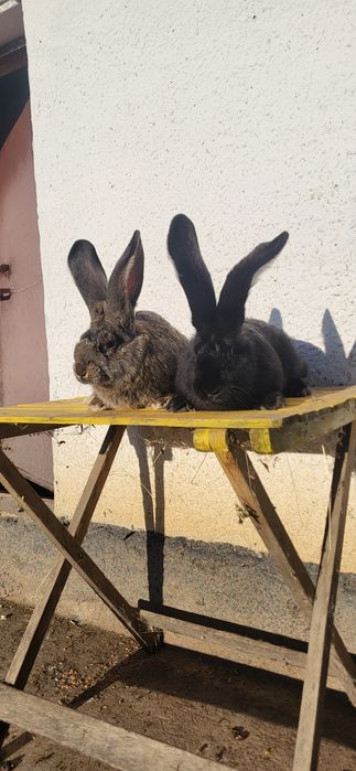 Vand 2 masculi Uriași German