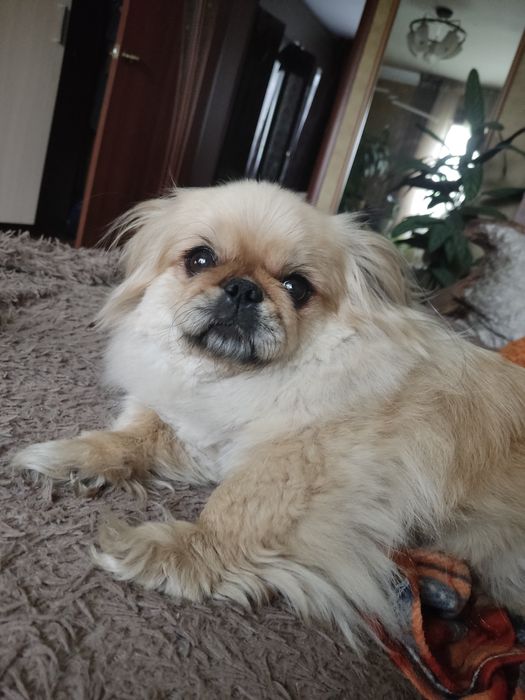 Пропала собака пекинесс