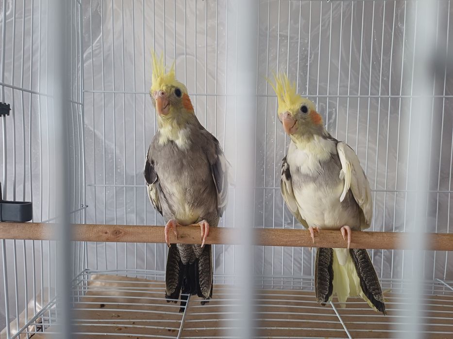 Продам попугая, корелла