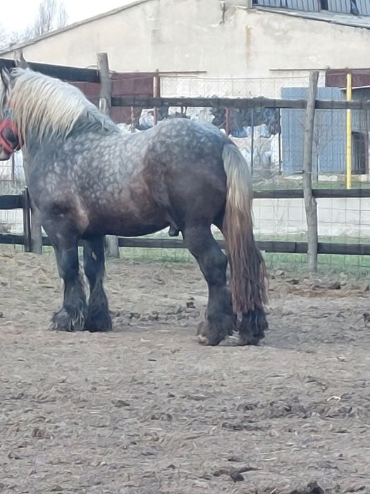 Vand armasar sur de 3 ani