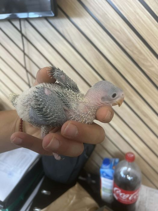 Голям Александър