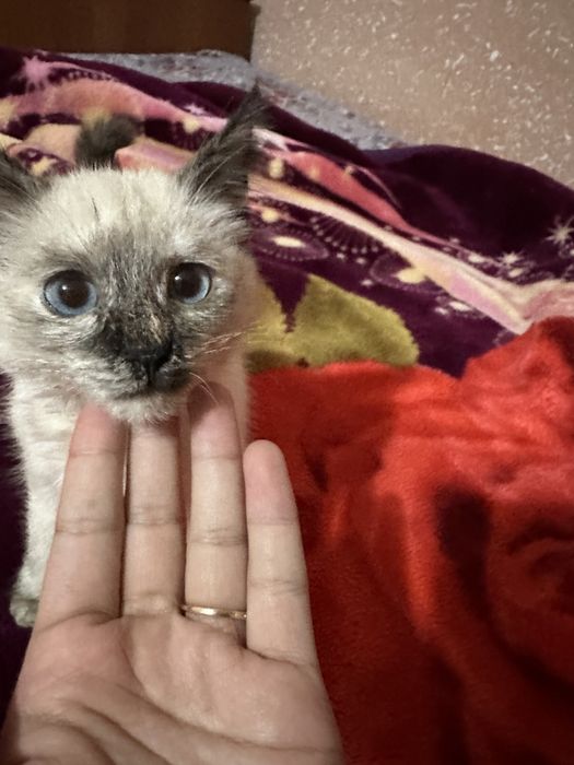 juda mehribon mushuk