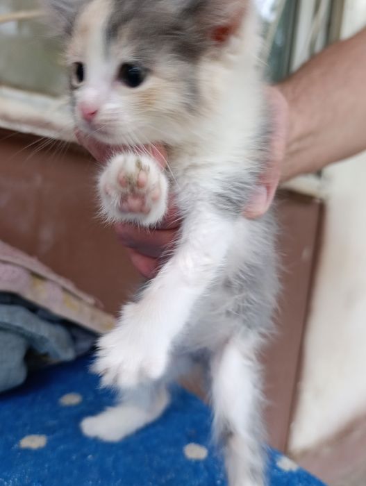 В самые добрые руки