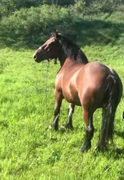 Iapa garantata de ham