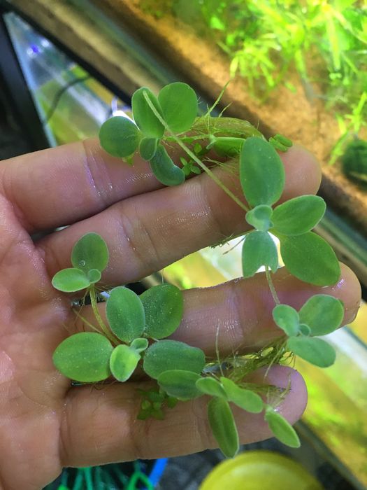 Piscia - Plante de suprafață