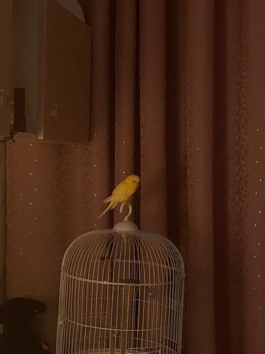 Попугай девочка,ручная