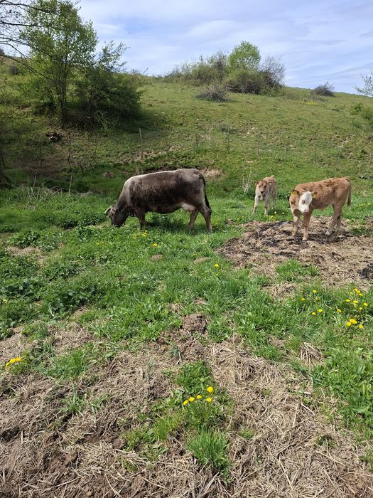 Vând două vaci cu viței