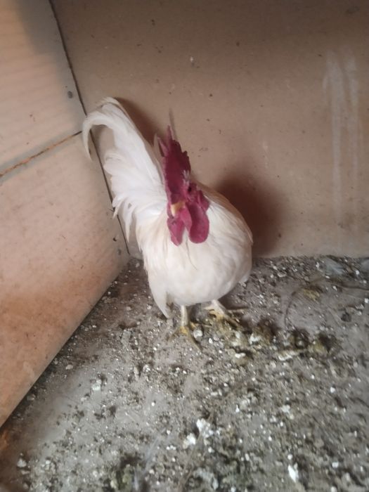 Два петушка шабо .