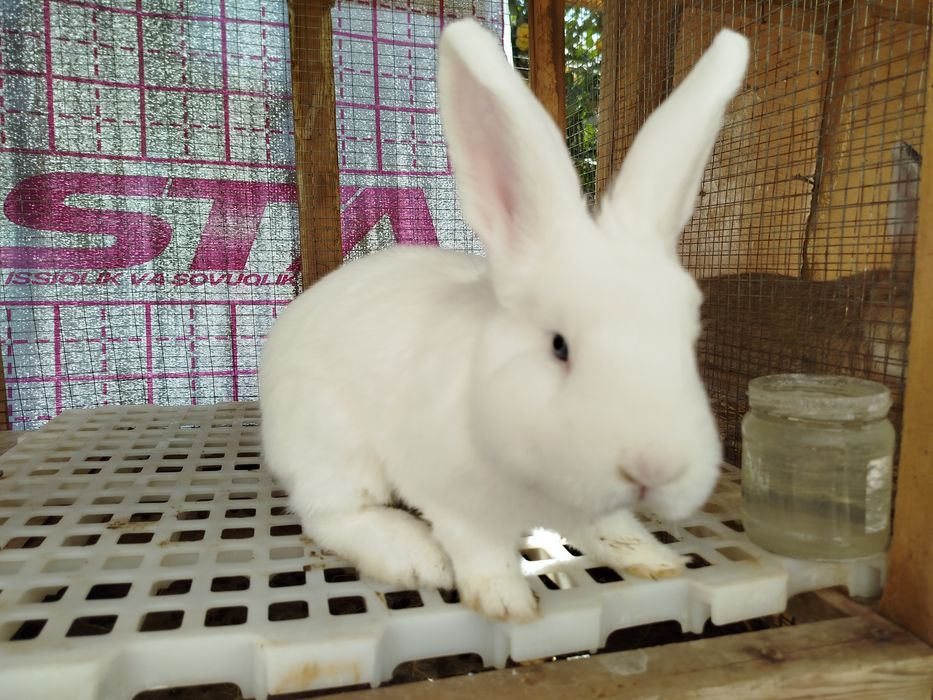 Vena Zumrad Közli Oq Quyoni Yani "Венский Белый" Sotiladi!!!