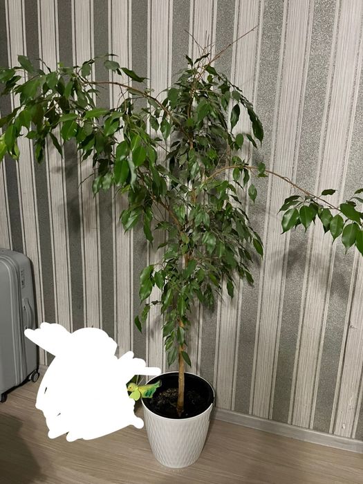 Бенджамин недорого