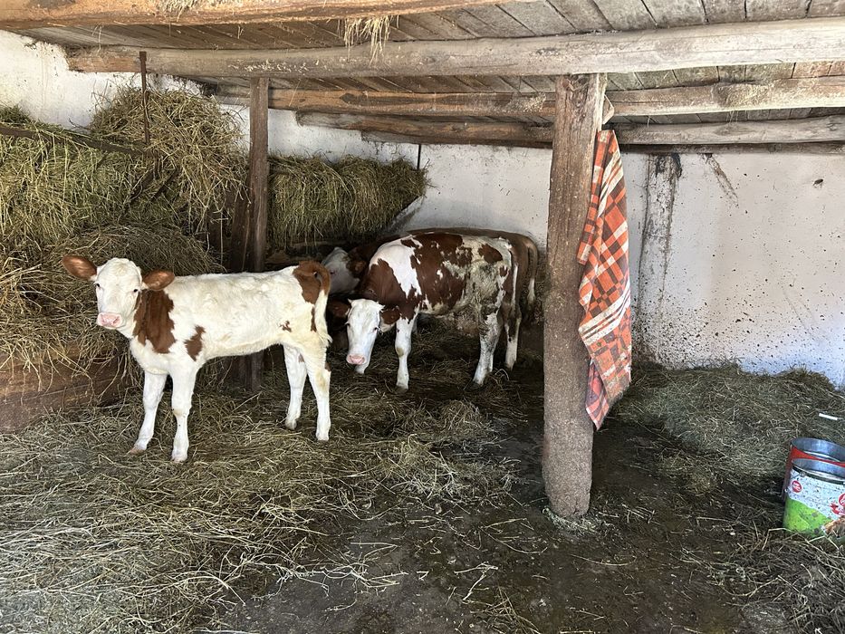 Vand un tauras si doua vitele