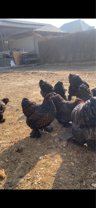 Кохинхин кохинхин