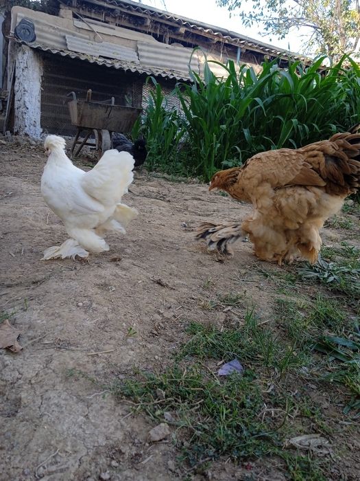 Brama tovuq va yaponkalar