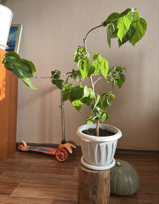 Продам гибискус китайскую розу