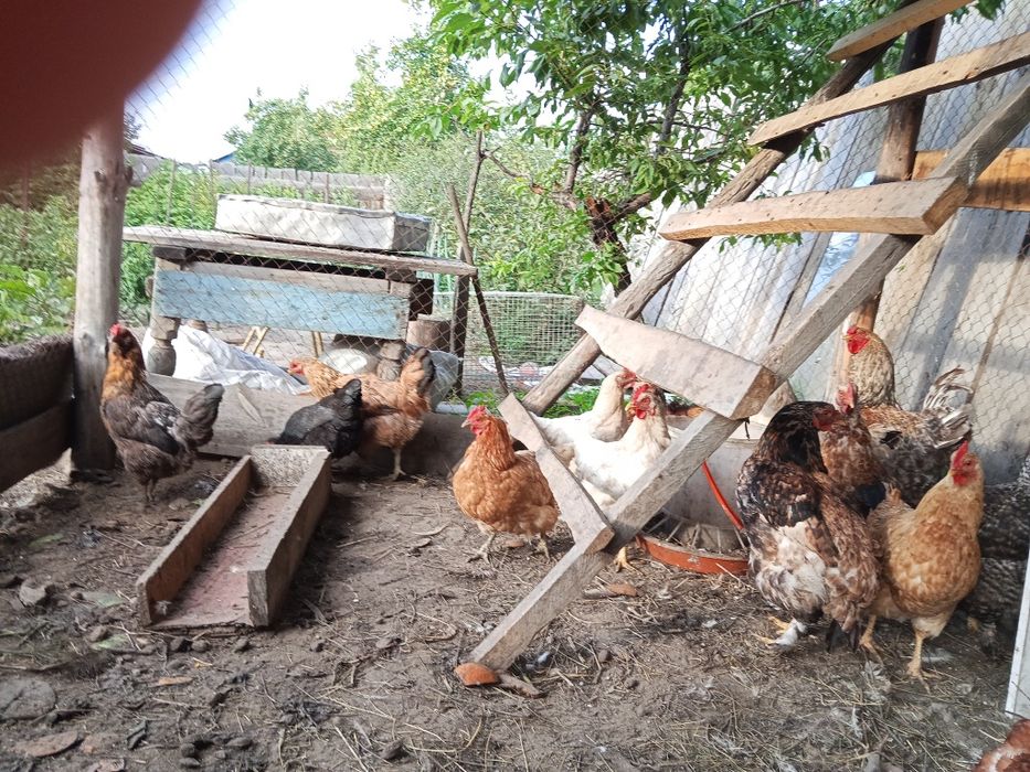 Продам 15 курицы и 1 петух