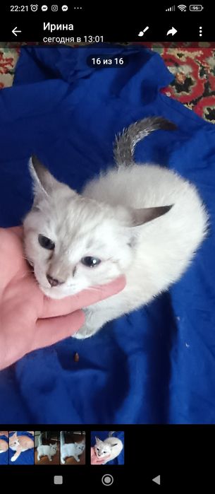 Пристраиваются   котята